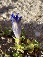 Gentiana alpina