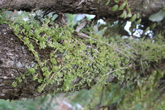 Peperomia berlandieri