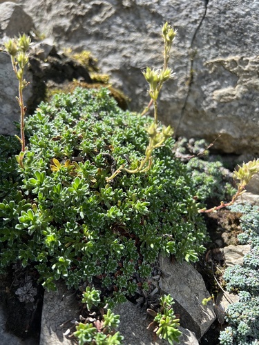 Saxifraga marginata, photograph 4