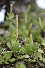 Peperomia berlandieri