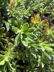 Saxifraga marginata, photograph author not stated, no rights reserved
