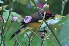 Myioborus brunniceps