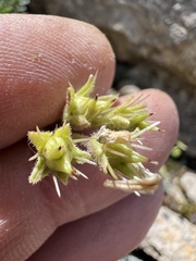 Saxifraga marginata, photograph author not stated, no rights reserved