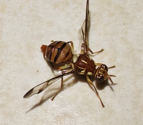 Melon Fly