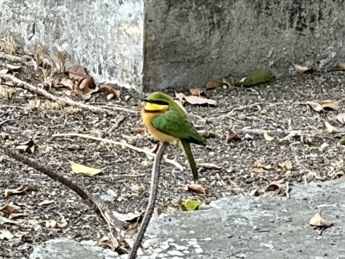 Little Bee-eater