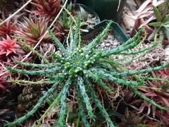 Euphorbia flanaganii