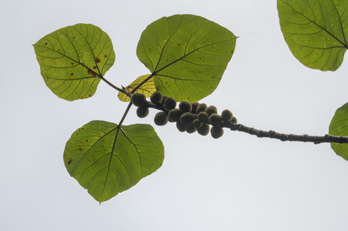Ficus fulva observed 2026-06-30