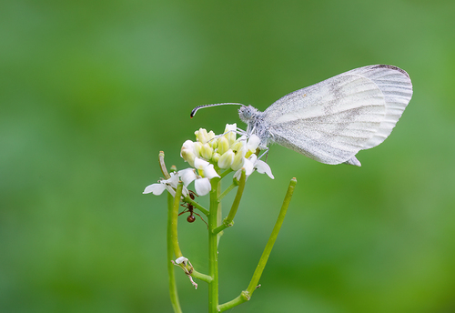 Wood White, Maastricht, NL-LI, NL, photo 6 of 10
