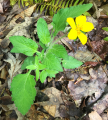 Chrysogonum