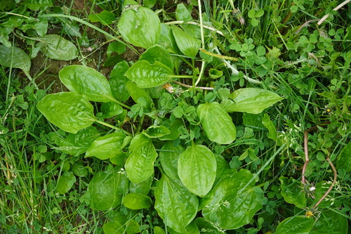 greater plantain