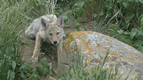 Coyote