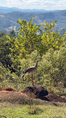 Red-legged Seriema