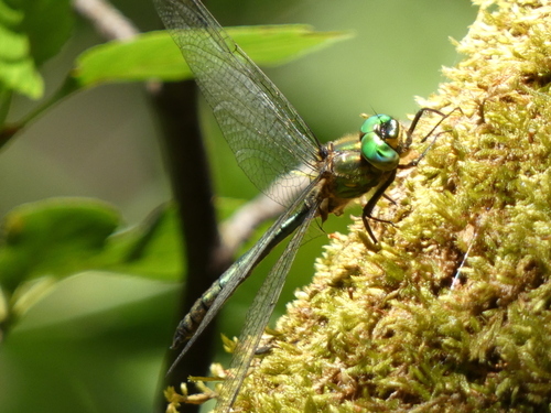 Balkan Emerald