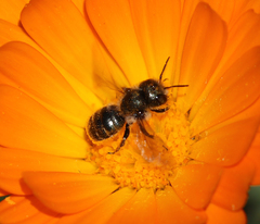 Osmia coloradensis