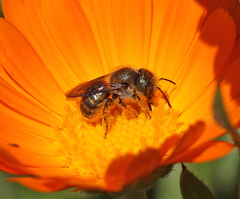Osmia coloradensis
