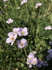 Cardamine pratensis