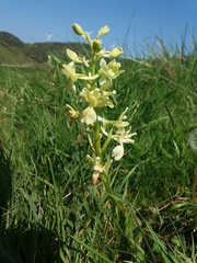 Orchis provincialis