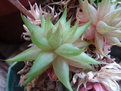 Haworthia cymbiformis