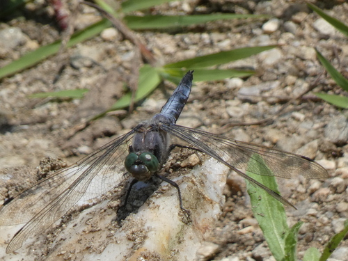 Black-tailed Skimmer