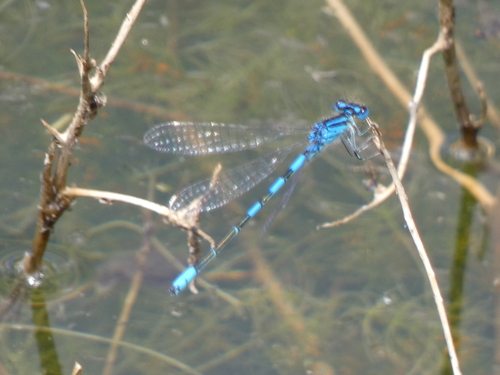 Dainty Damselfly