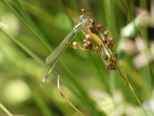 Blue-tailed Damselfly