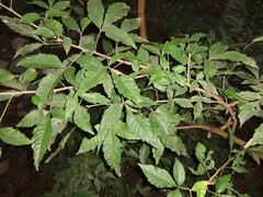 Allophylus edulis