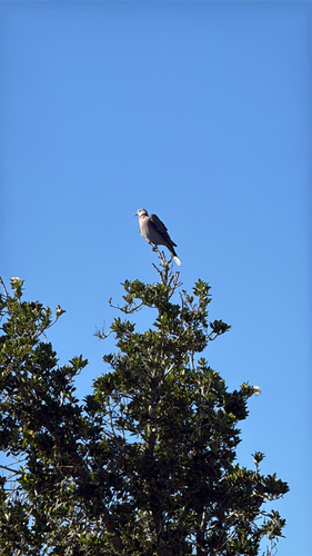 Red-eyed Dove
