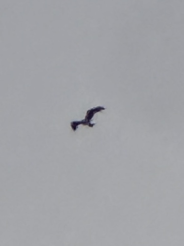 iNaturalist observation photo of Osprey
