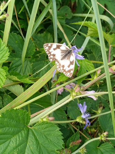 Marbled White