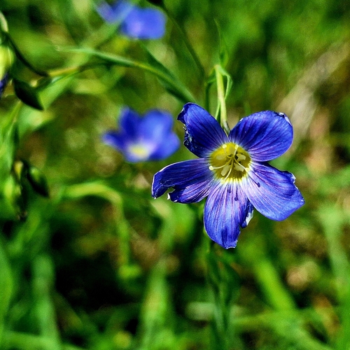 Linum extraaxillare (Linum extraaxillare)
