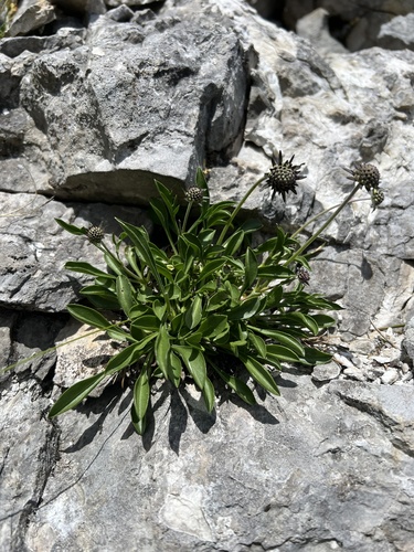Scabiosa silenifolia, photograph 6