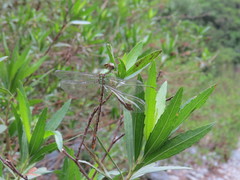 Erpetogomphus bothrops