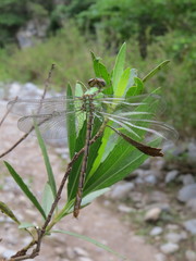 Erpetogomphus bothrops
