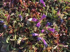 Penstemon heterodoxus heterodoxus