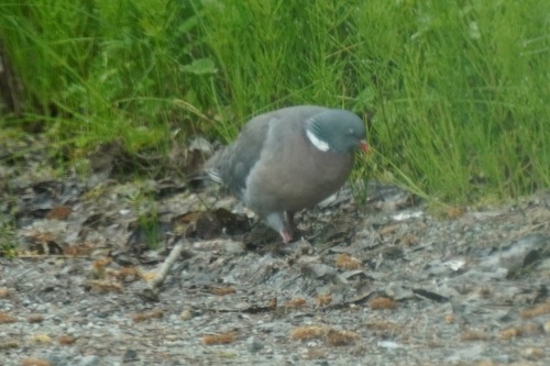 Common Wood-Pigeon