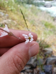 Lithophragma parviflorum parviflorum