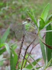 Erpetogomphus bothrops