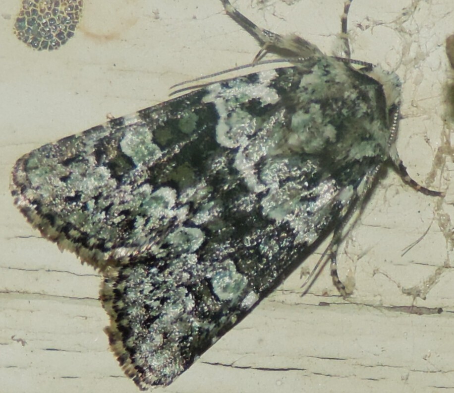 Collared Arches Moth