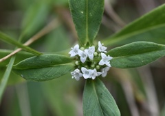 Spermacoce dasycephala