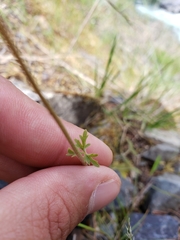 Lithophragma parviflorum parviflorum