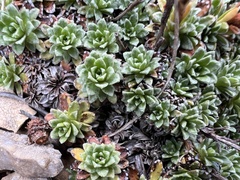 Saxifraga marginata, photograph author not stated, no rights reserved