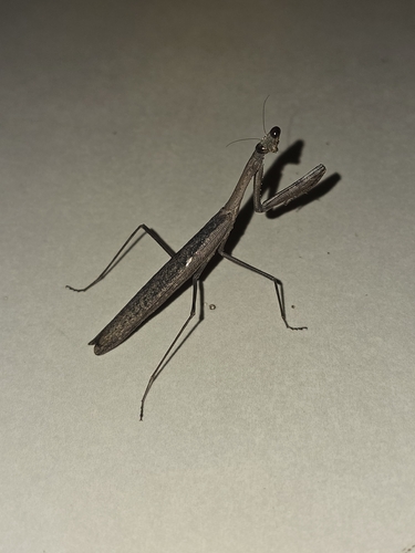 Statilia nemoralis