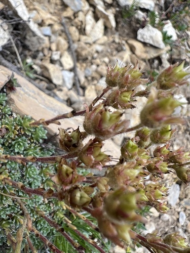 Saxifraga marginata, photograph 3