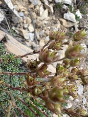 Saxifraga marginata, photograph author not stated, no rights reserved