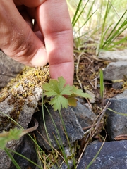 Lithophragma parviflorum parviflorum