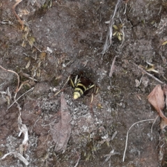 Poecilopompilus mixtus