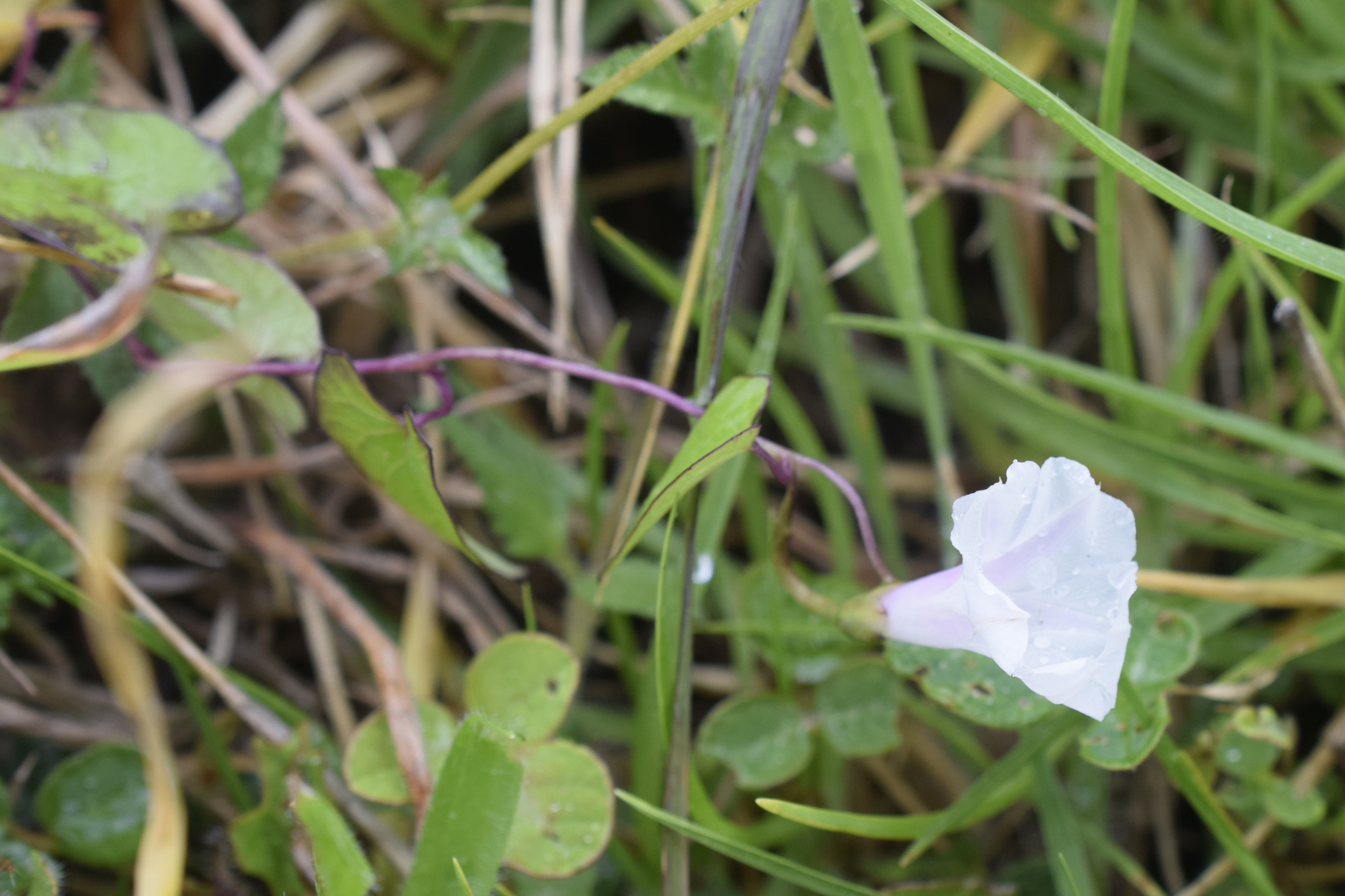 Ipomoea dumetorum image