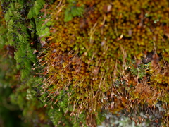 Macromitrium longipes