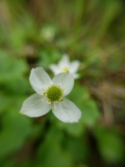 Kumlienia hystricula