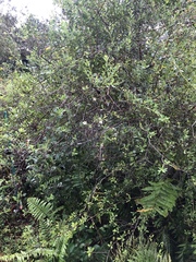 Bourreria cassinifolia